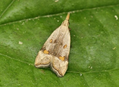 <i>Anasphaltis renigerellus</i>