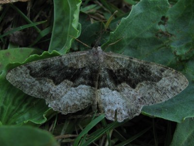 Alcis repandata