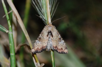 Apamea scolopacina