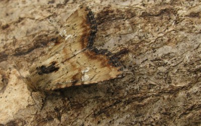 Noctuelle mignonne 