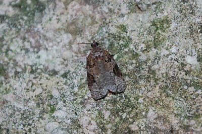 <i>Apotomis semifasciana</i>