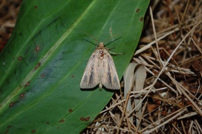 <i>Globia sparganii</i>