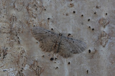 Anticollix sparsata