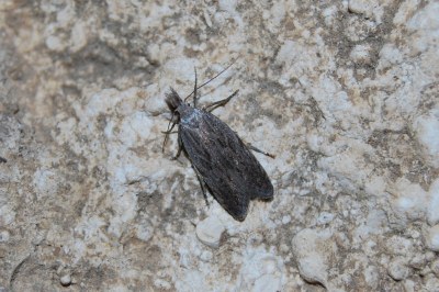 Anarsia spartiella