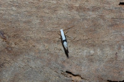 Argyresthia spinosella