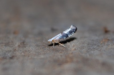 <i>Argyresthia spinosella</i>