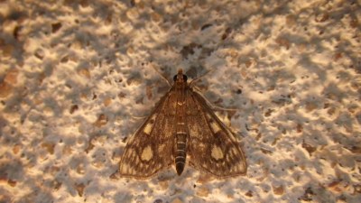 <i>Anania stachydalis</i>