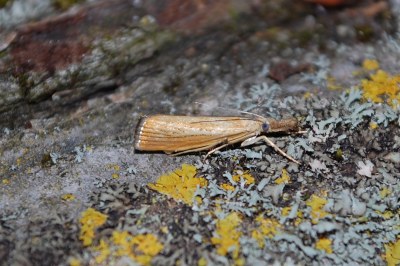 <i>Agriphila straminella</i>