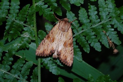 Apamea sublustris