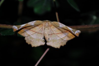 Apeira syringaria