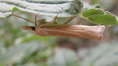Ancylolomia tentaculella