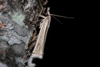 <i>Ancylolomia tentaculella</i>