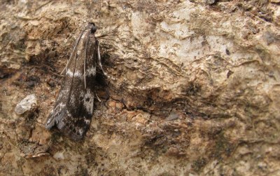 <i>Assara terebrella</i>