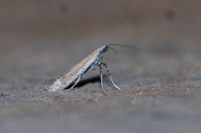 <i>Aspilapteryx tringipennella</i>