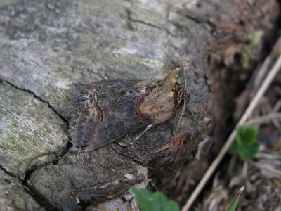 Abrostola triplasia