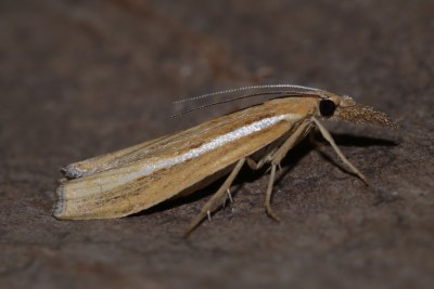Agriphila tristella