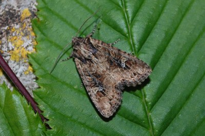 Noctuelle de l'Alpiste 