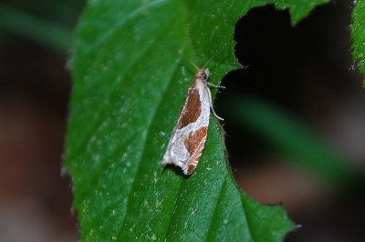Ancylis unculana