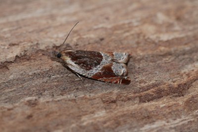 <i>Ancylis unculana</i>