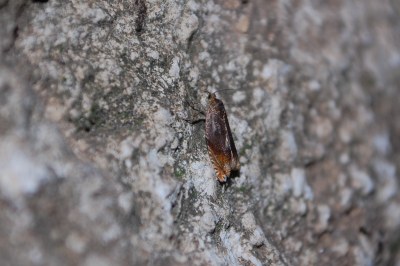 <i>Ancylis upupana</i>