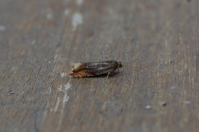 <i>Ancylis upupana</i>