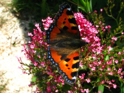 Aglais urticae