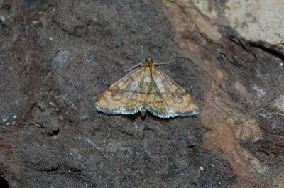 Anania verbascalis