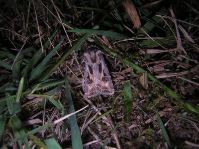 Agrotis vestigialis