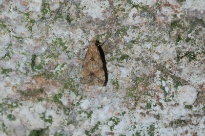<i>Brachmia blandella</i>