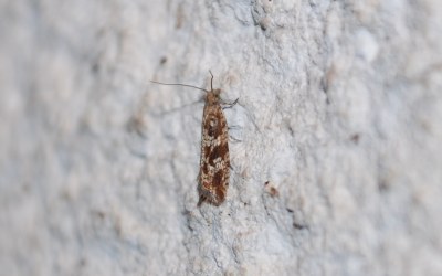 <i>Bactra furfurana</i>