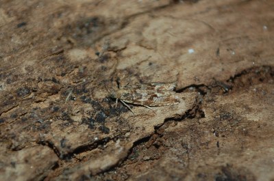 <i>Bactra furfurana</i>