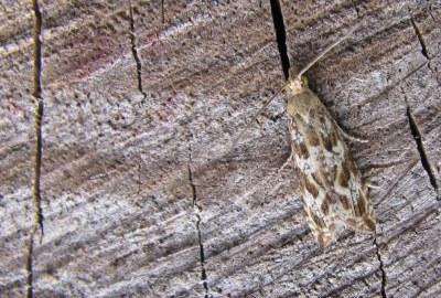 <i>Bactra furfurana</i>