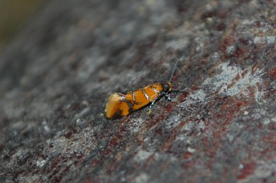 <i>Promalactis procerella</i>