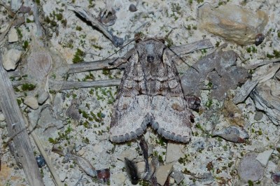 Brachylomia viminalis