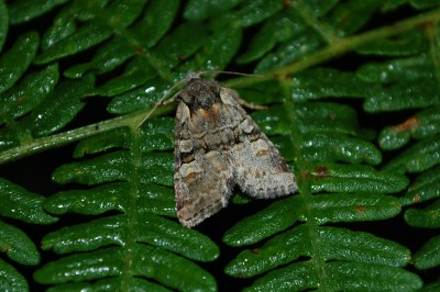 Noctuelle de l'Osier
