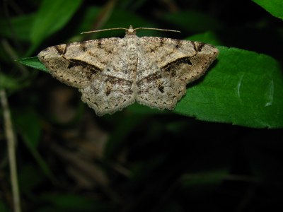 Chiasmia aestimaria