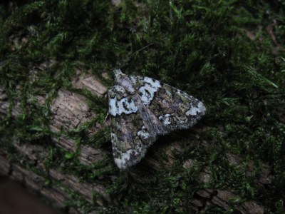 Cryphia algae