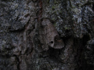Clostera anachoreta
