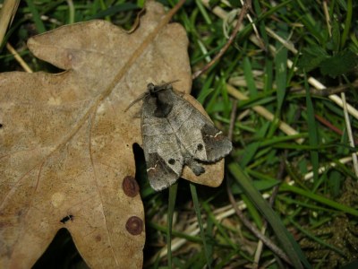 Anachorète  (<i>Clostera anachoreta</i>)