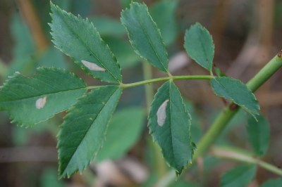 <i>Coptotriche angusticollella</i>
