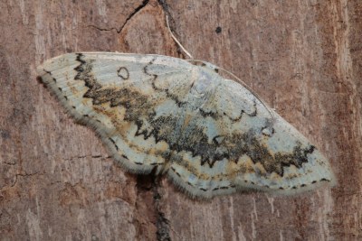 Cyclophora annularia