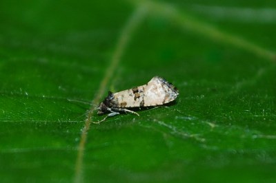 Cochylis atricapitana