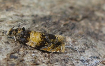 Celypha aurofasciana