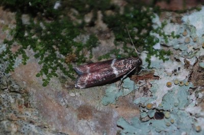 <i>Cryptoblabes bistriga</i>