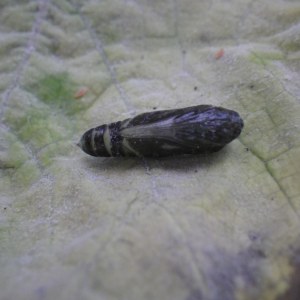 Plusie chalcite 