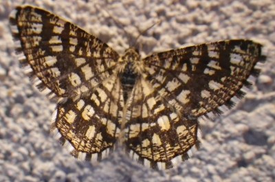 Chiasmia clathrata