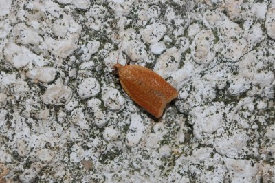 <i>Clepsis consimilana</i>