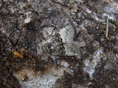 Noctuelle du Coudrier 