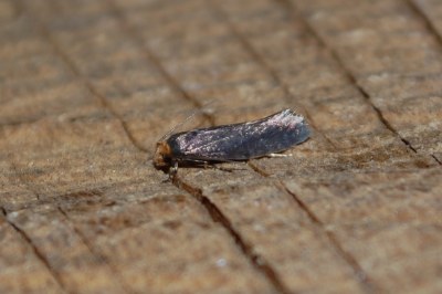 <i>Cephimallota crassiflavella</i>