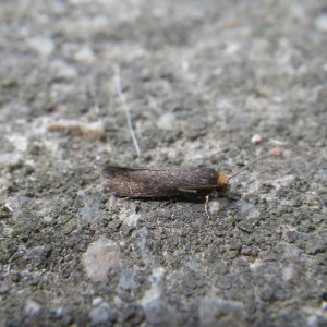 Cephimallota crassiflavella